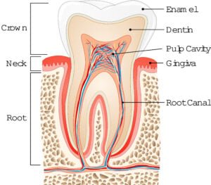 partes de un diente
